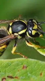 ai character: 🐛 🐝 bugs 🐞 🐜 background