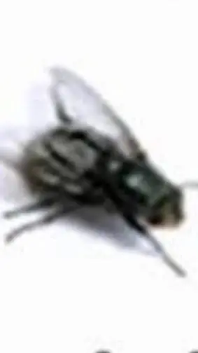 ai character: fly  background