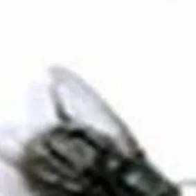 chat with ai character: fly 
