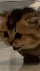 ai character: ~`|•CAT~`|• background