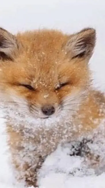 ai character: KNY Yandere Girls  background