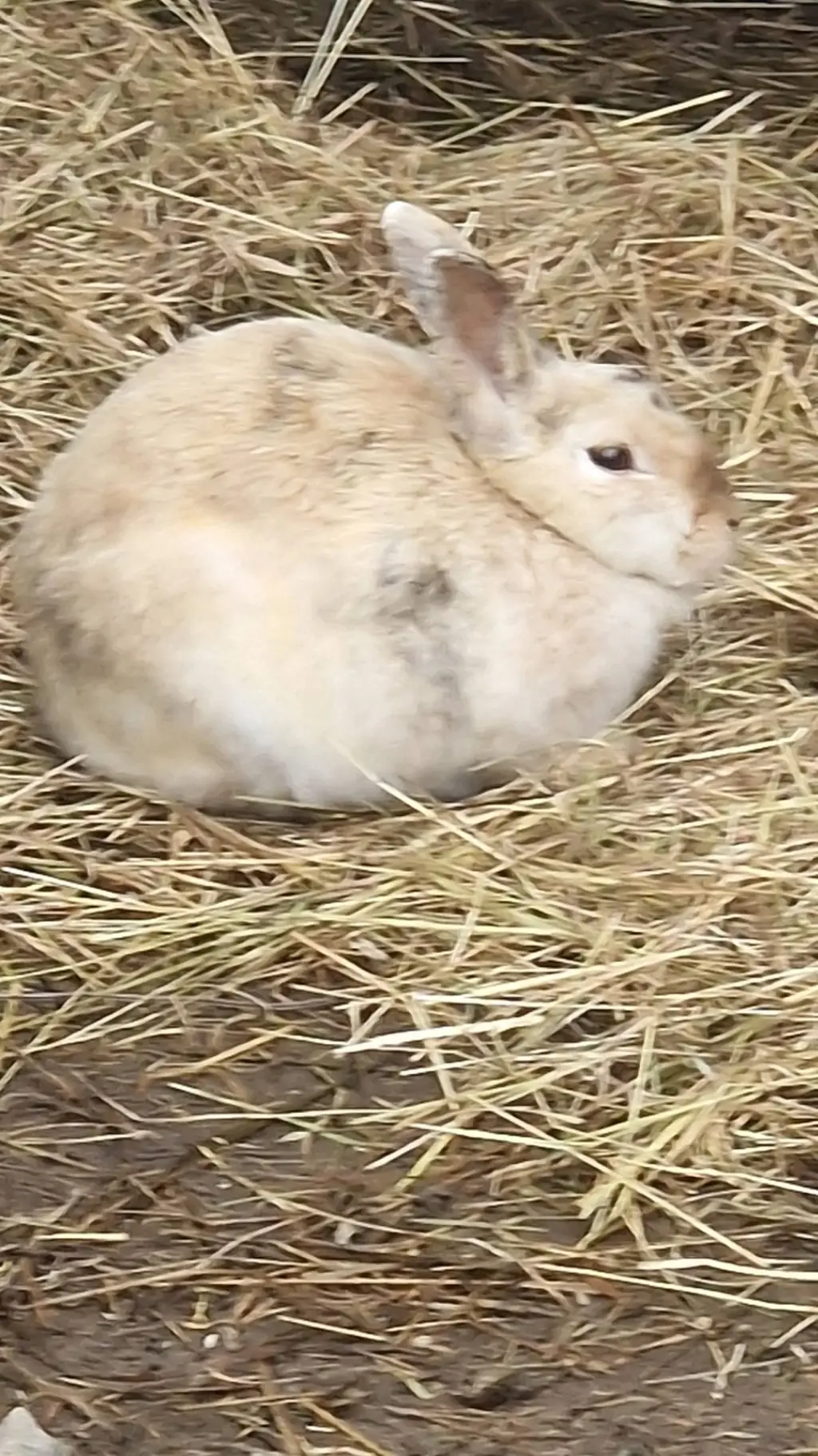 ai character: KNY girls Yandere  background