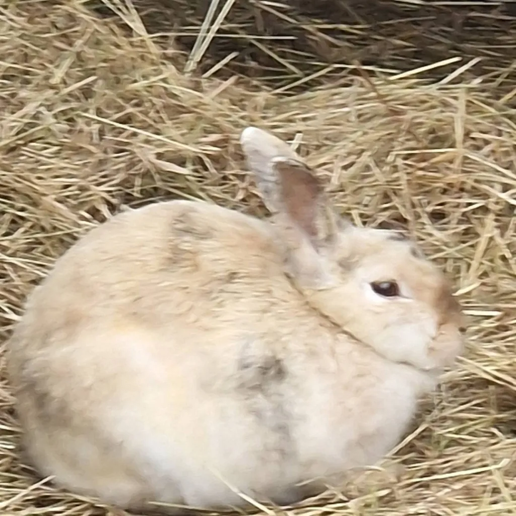 chat with ai character: KNY girls Yandere 