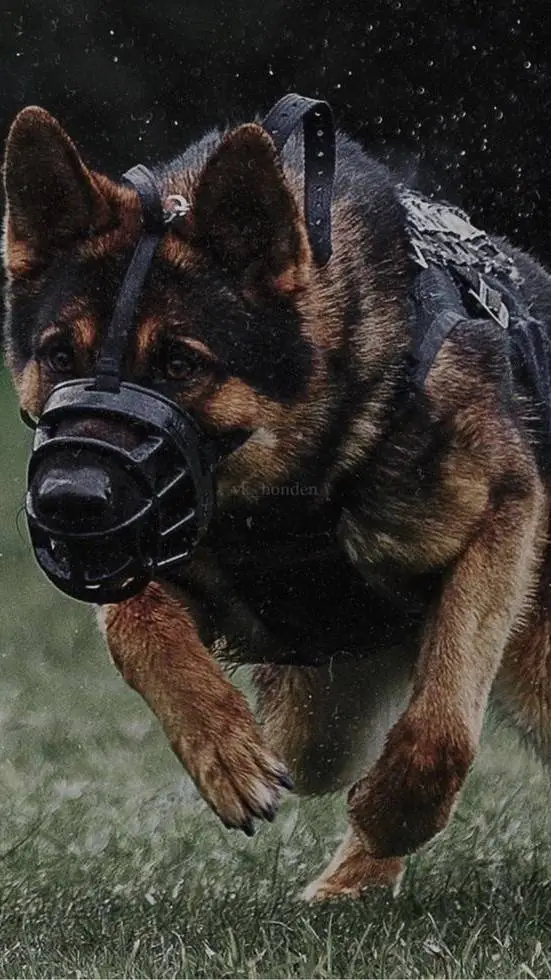 ai character: max background