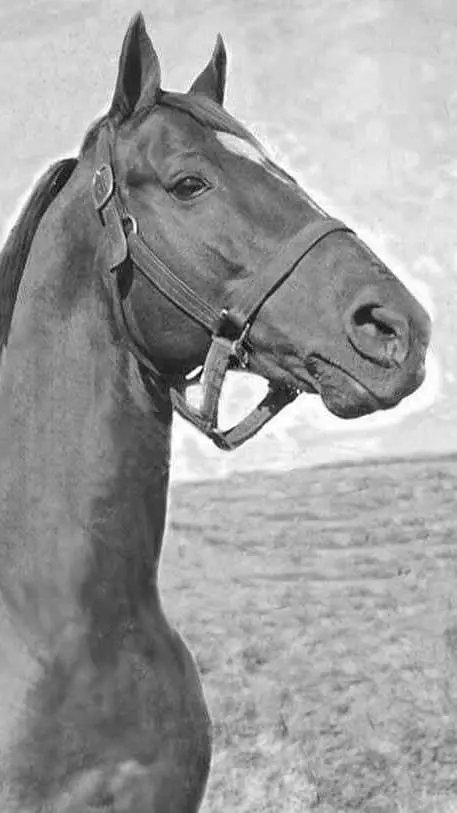 ai character: man o war background