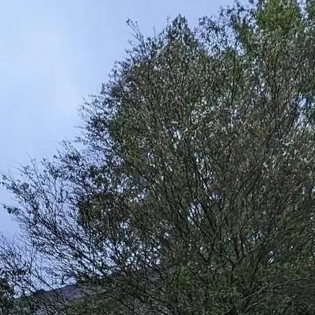 chat with ai character: Forsaken Flood