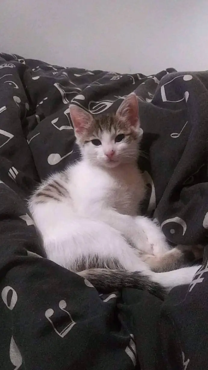 ai character: kitten background