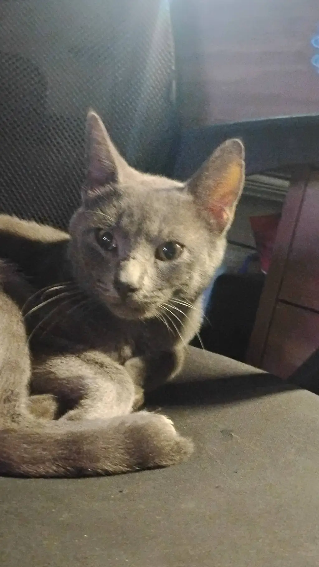 ai character: wolf background