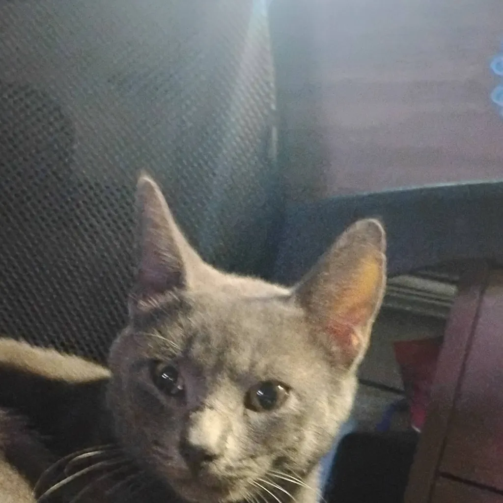 chat with ai character: wolf