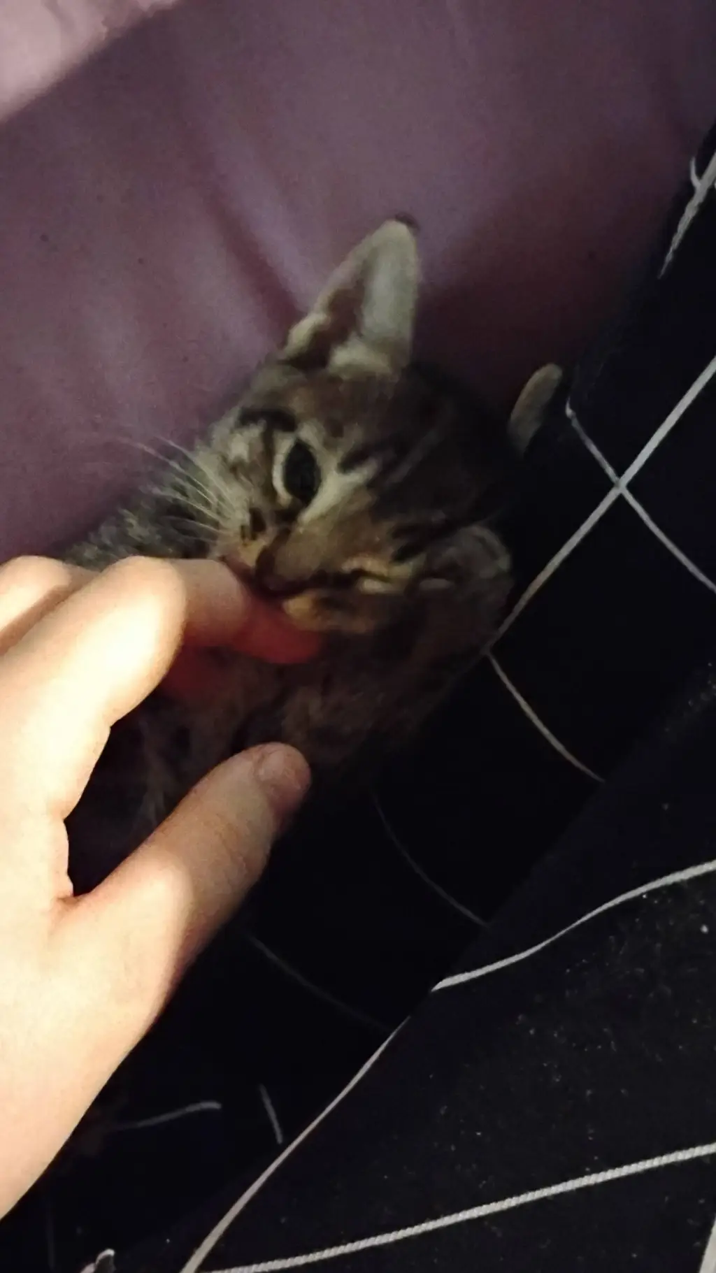 ai character: gotcha club background