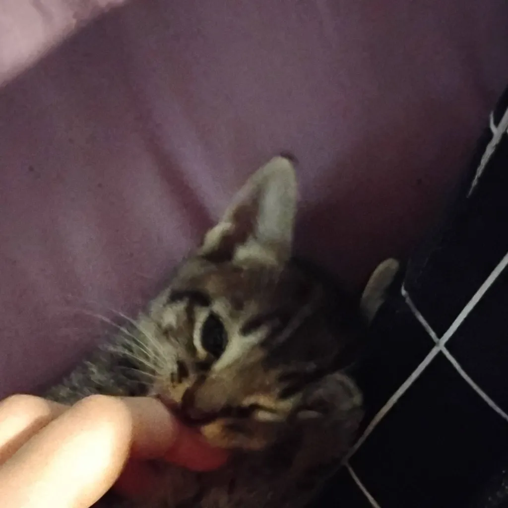 chat with ai character: gotcha club