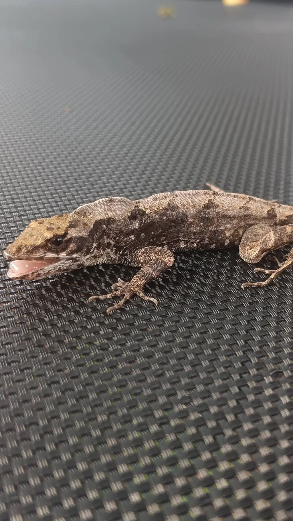 ai character: lizard background