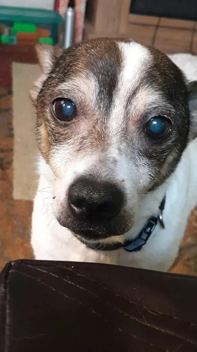 ai character: Meet my old dog  background