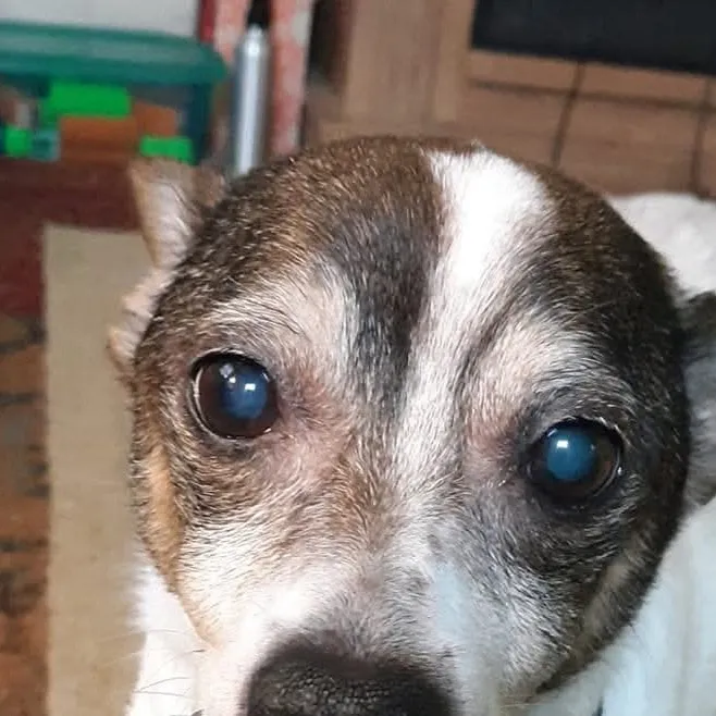 chat with ai character: Meet my old dog 