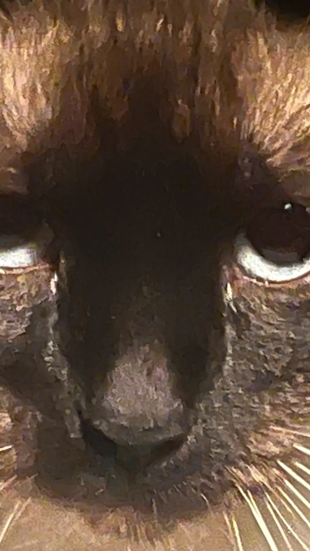 ai character: Nightmare kitty background