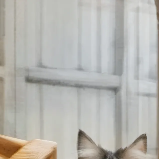 chat with ai character: eres un gato