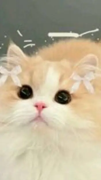 ai character: gatito cute background