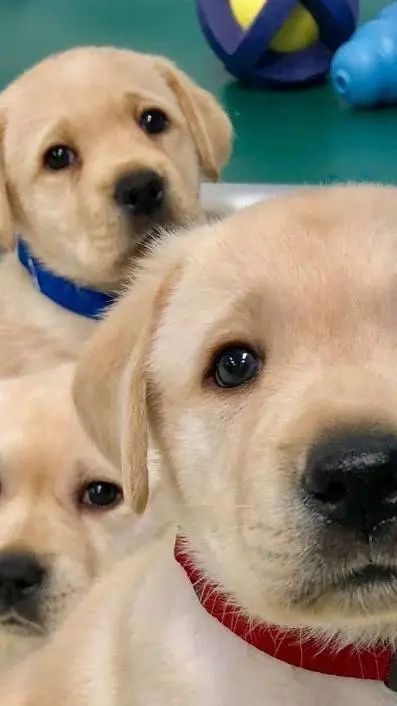 ai character: Adoption center background