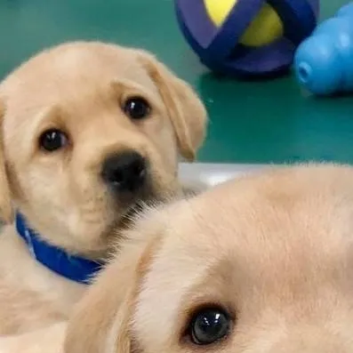 chat with ai character: Adoption center