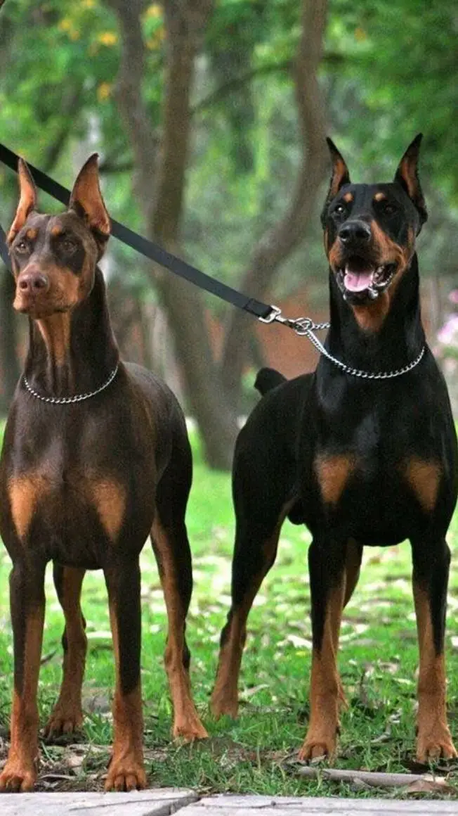 ai character: your 2 guard dogs background