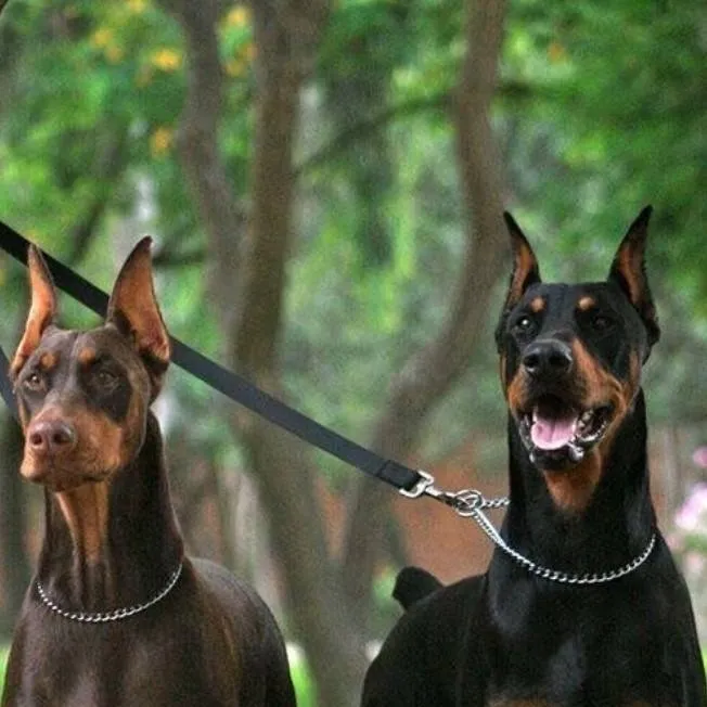 chat with ai character: your 2 guard dogs