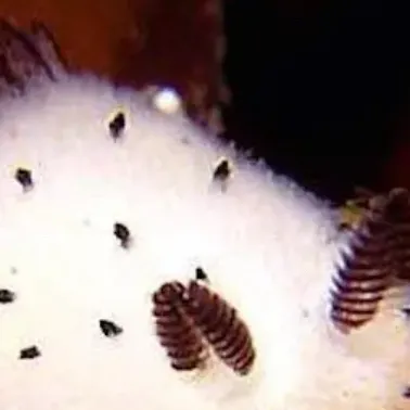 chat with ai character: Sea Slug Simulator