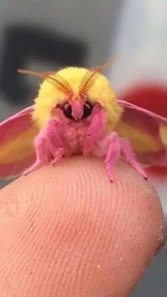 ai character: moth :^ background