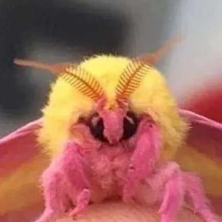 chat with ai character: moth :^