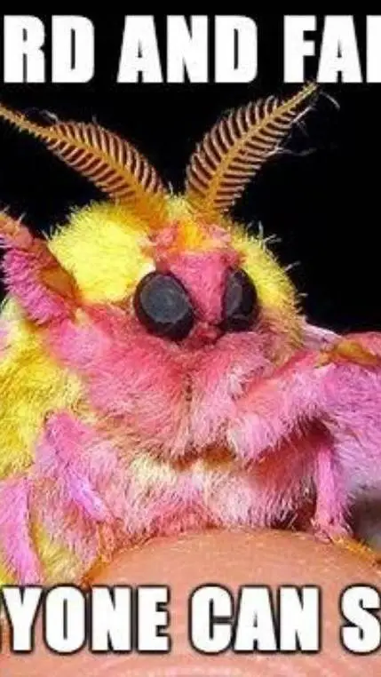 ai character: moth 2 background