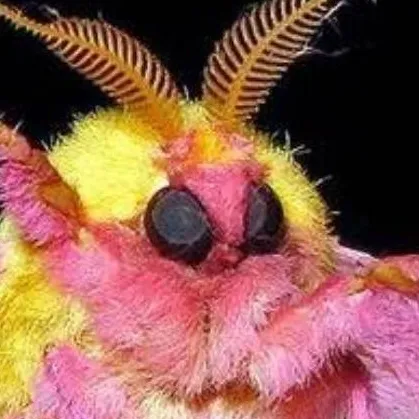 chat with ai character: moth 2