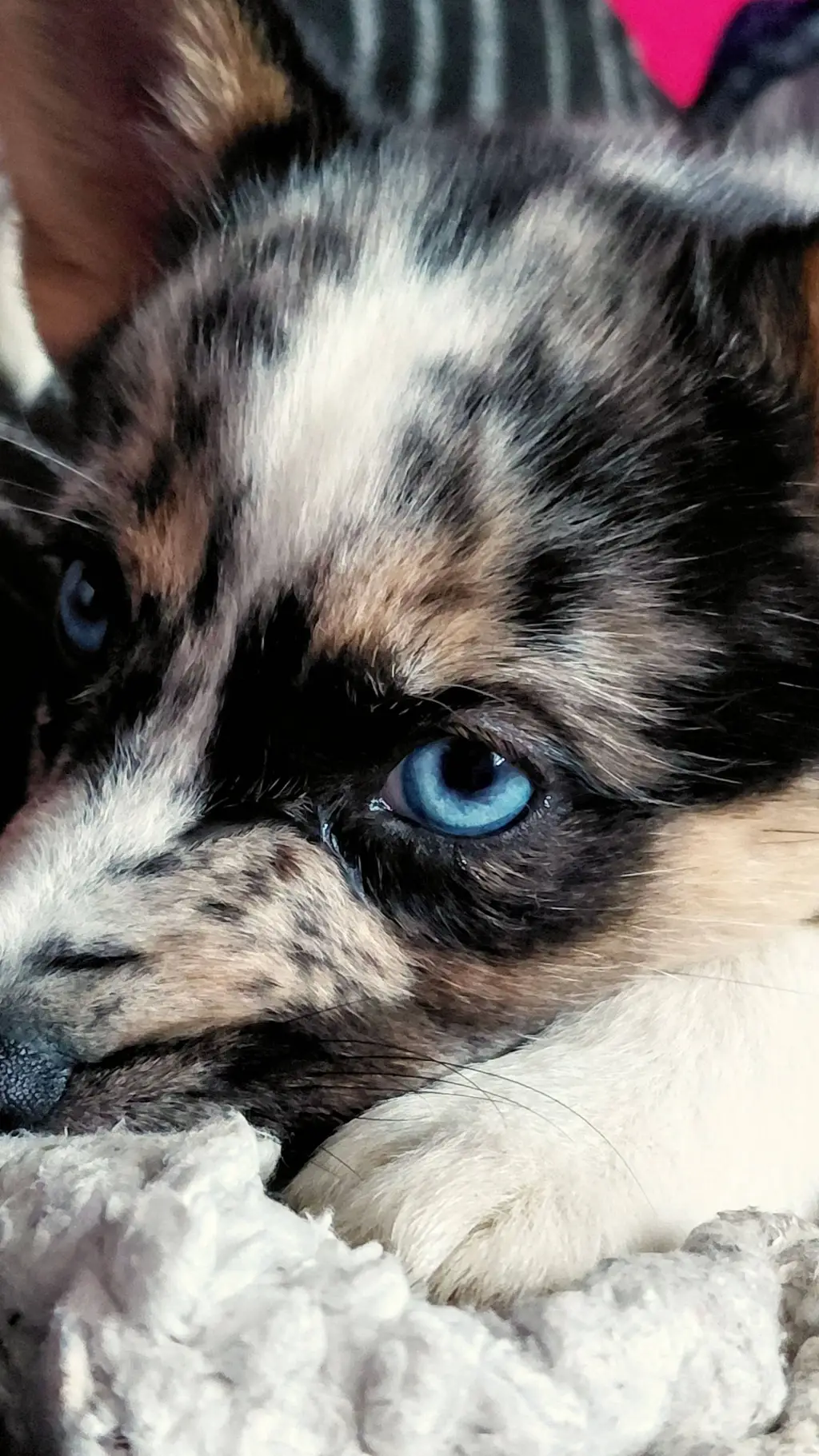 ai character: puppy  background