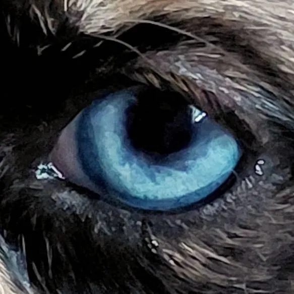 chat with ai character: puppy 