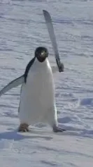 ai character: Evil 🐧 penguin background