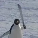 chat with ai character: Evil 🐧 penguin