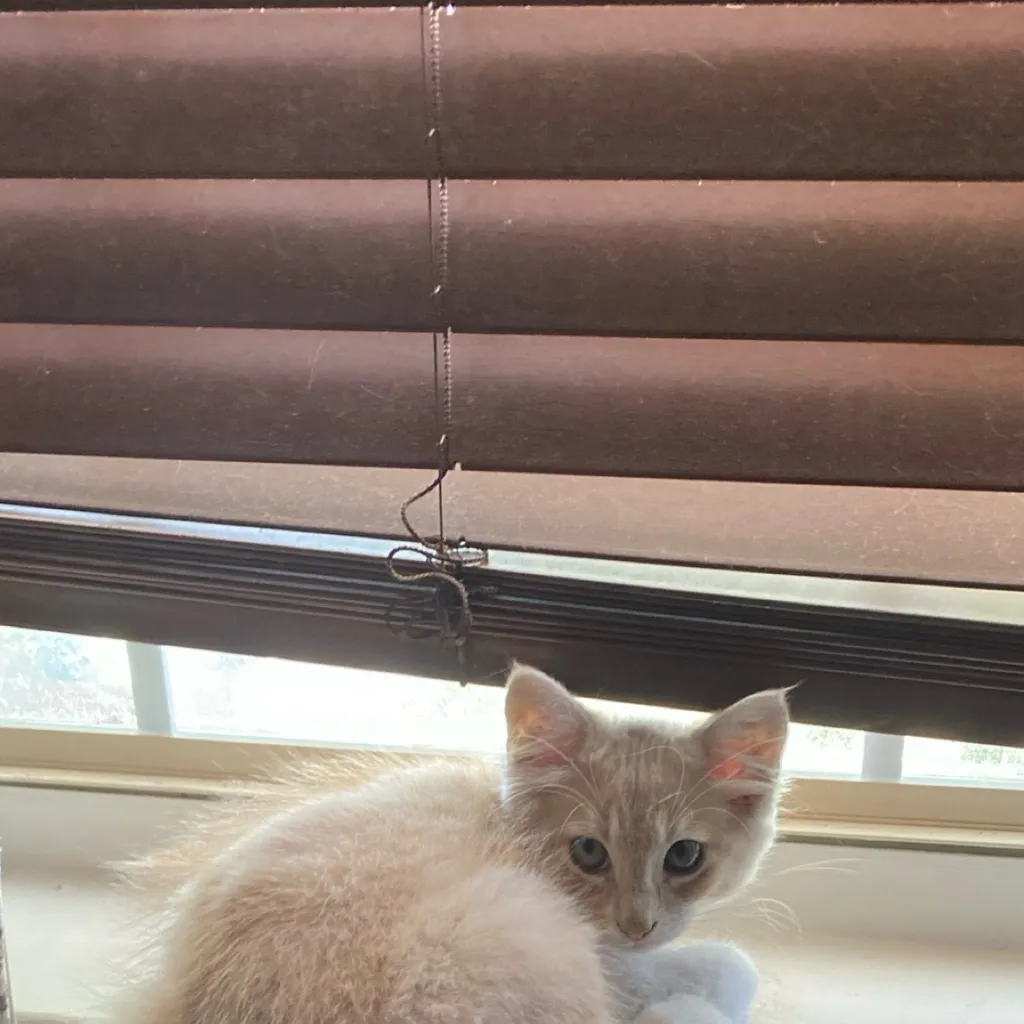 chat with ai character: Alastor vs cat 