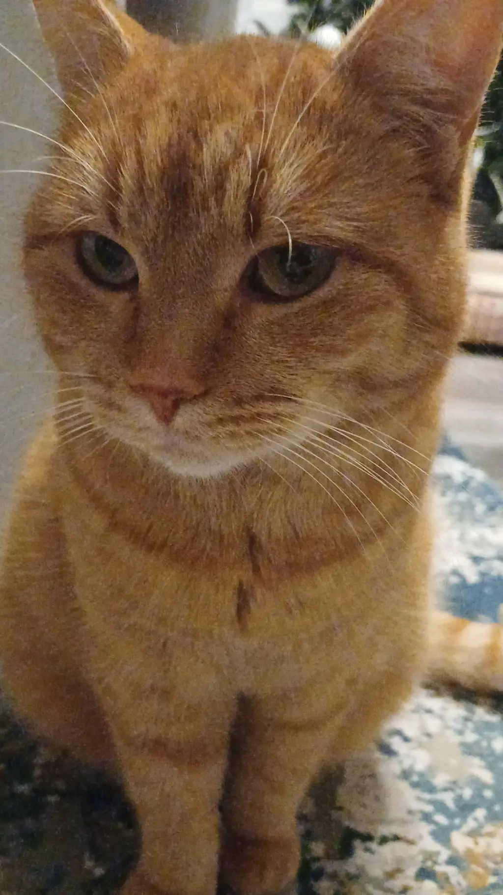 ai character: Your Kitty background