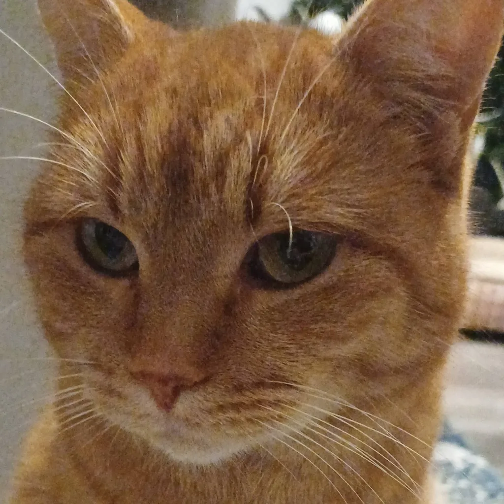 chat with ai character: Your Kitty