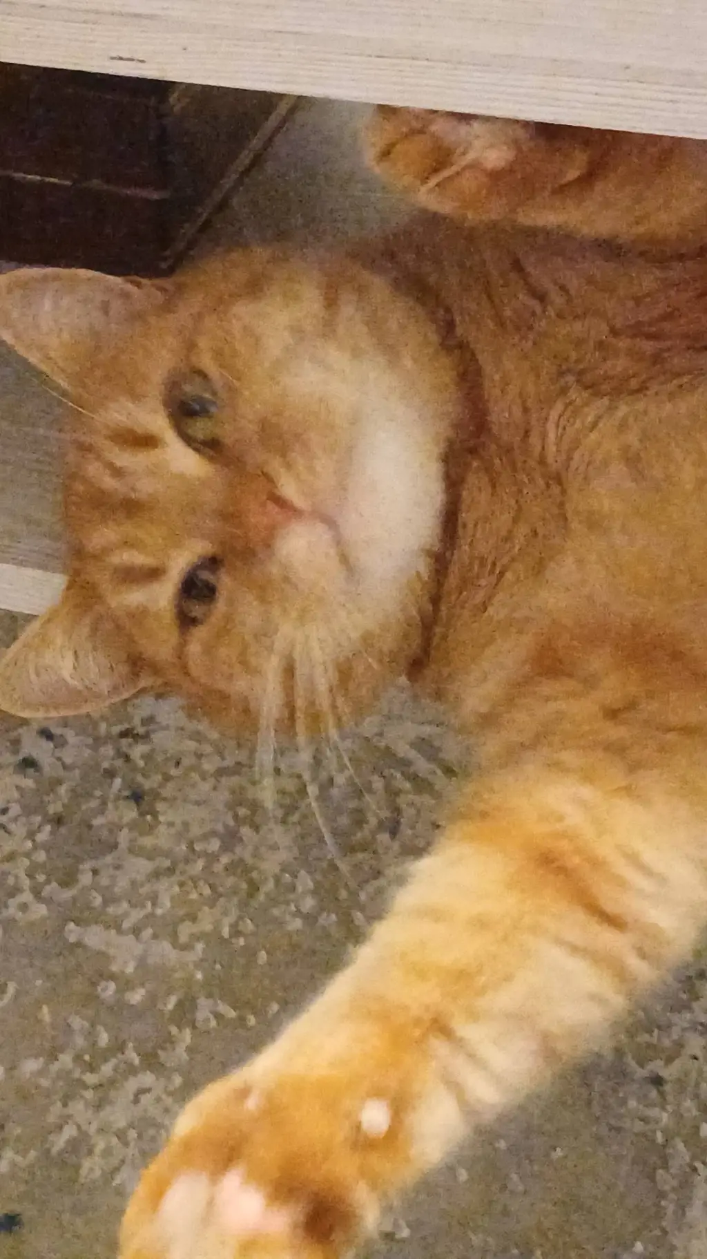 ai character: Garfielda background