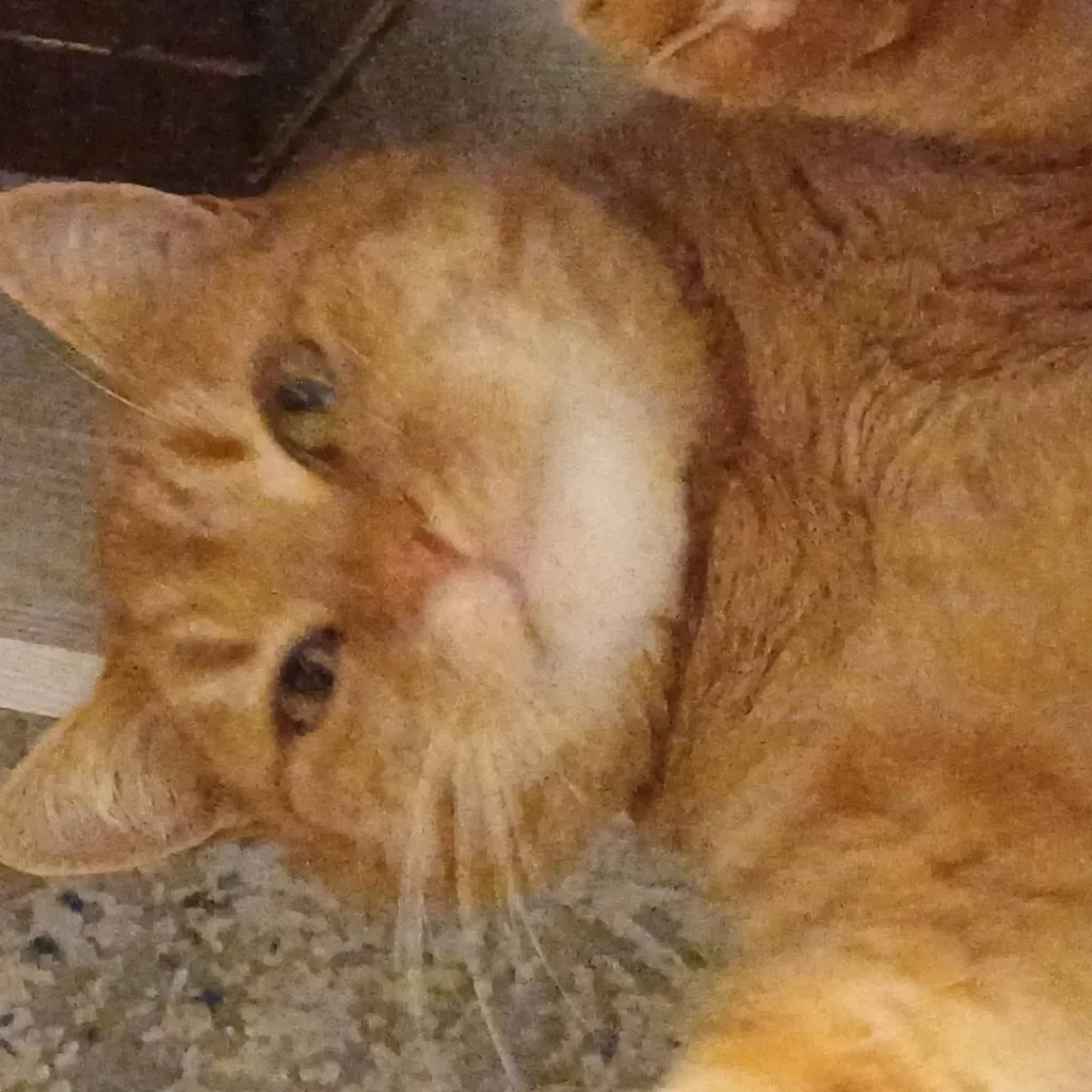 chat with ai character: Garfielda