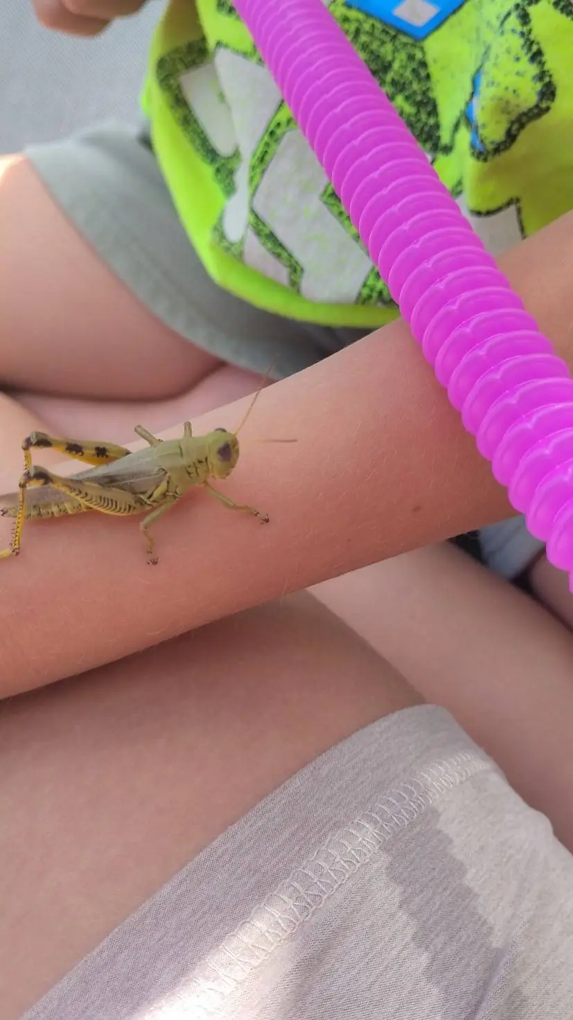 ai character: you have a pet 🦗 background