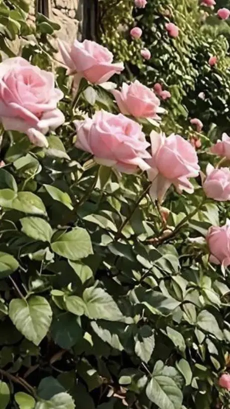 ai character: Mattheo Riddle background