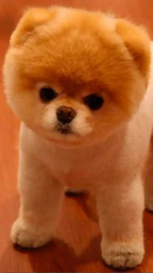 ai character: Dog background