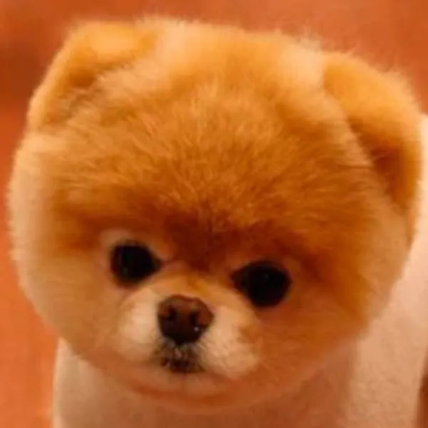 chat with ai character: Dog