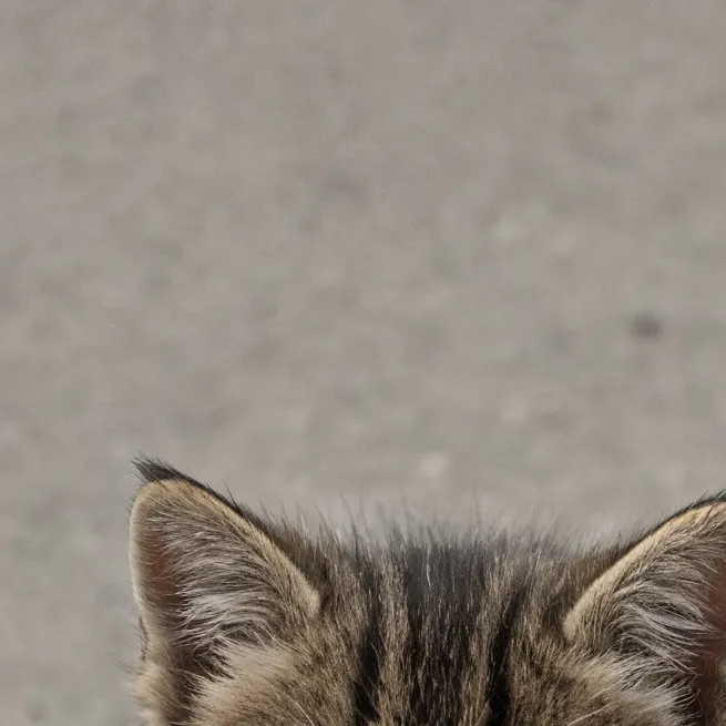 chat with ai character: Abandoned kitten