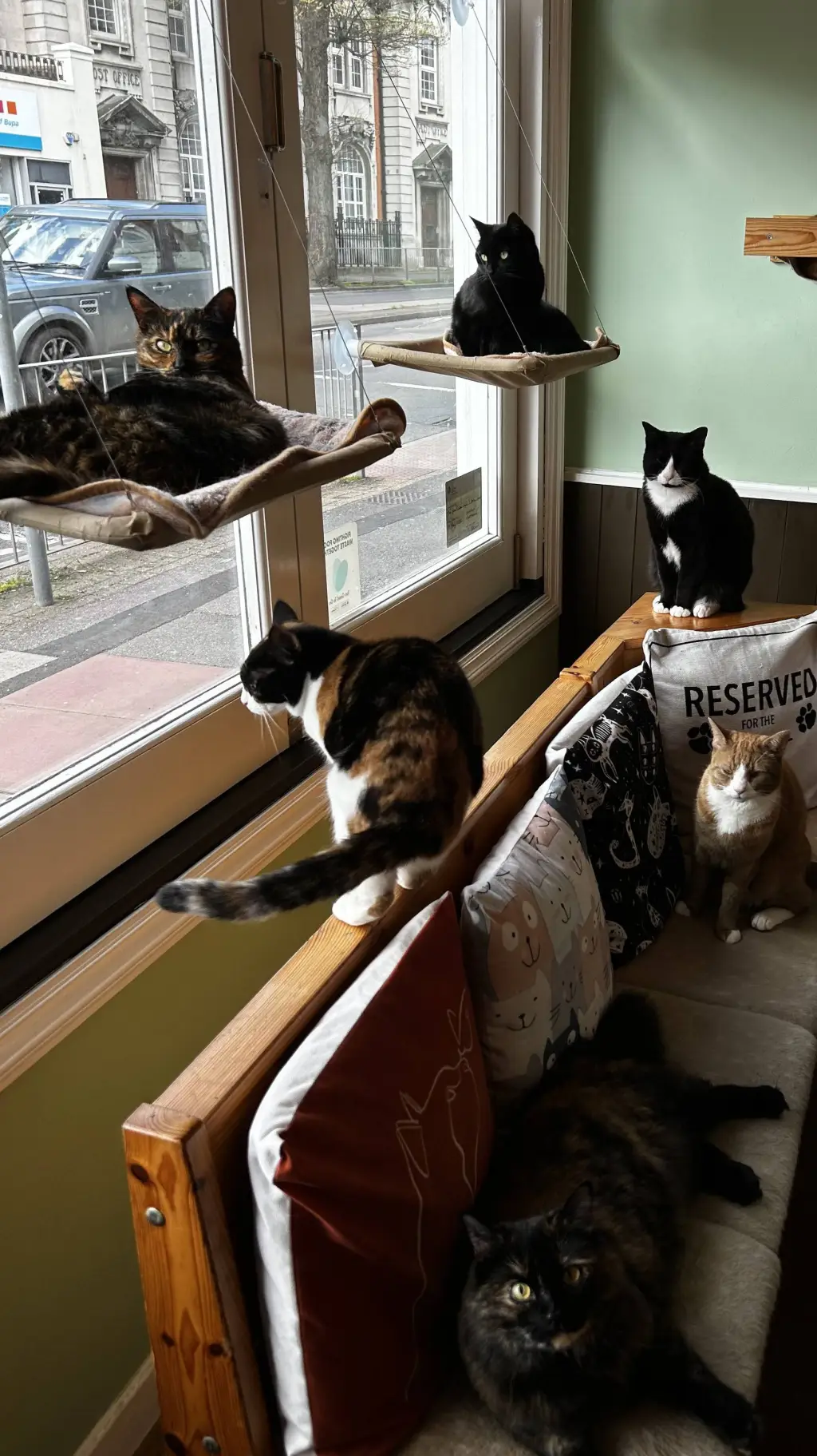 ai character: Mha cat cafe background