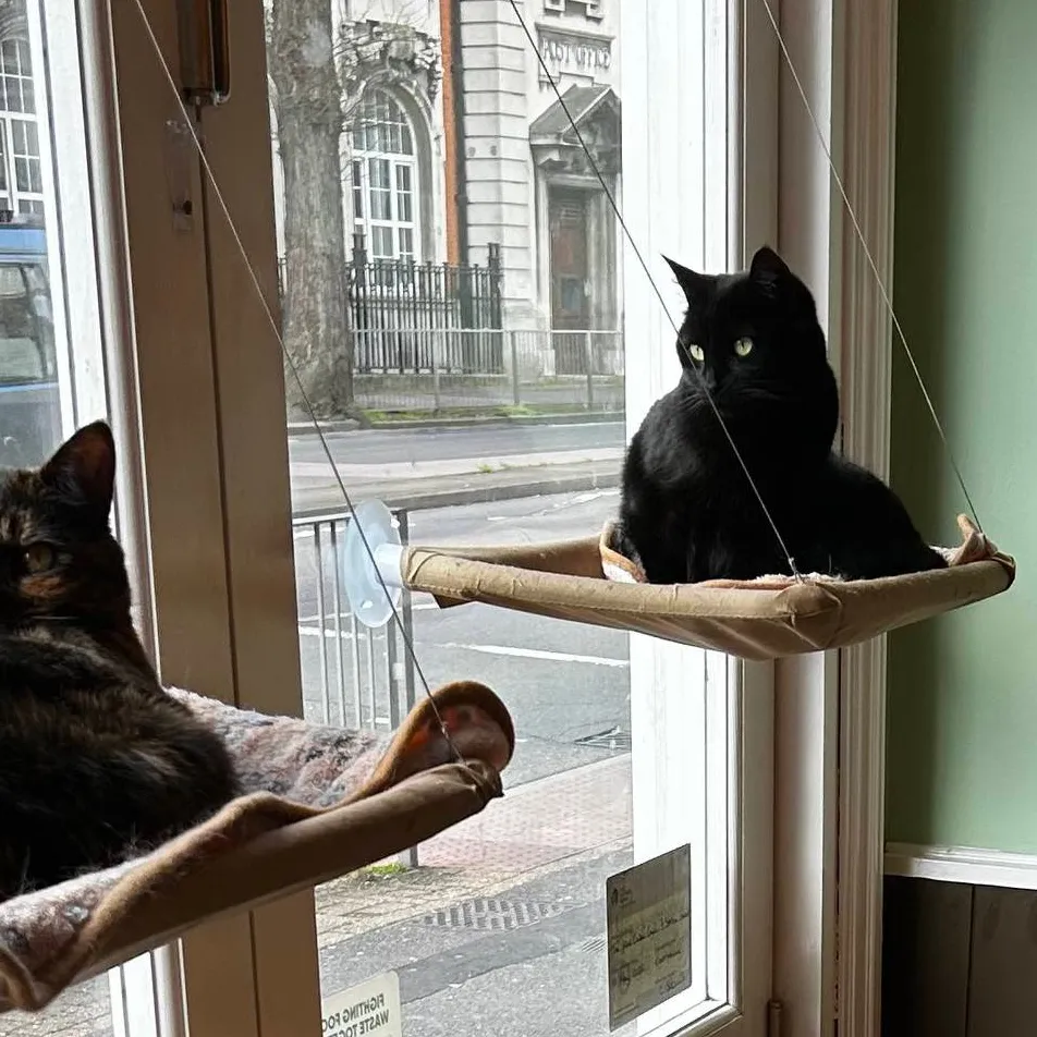 chat with ai character: Mha cat cafe