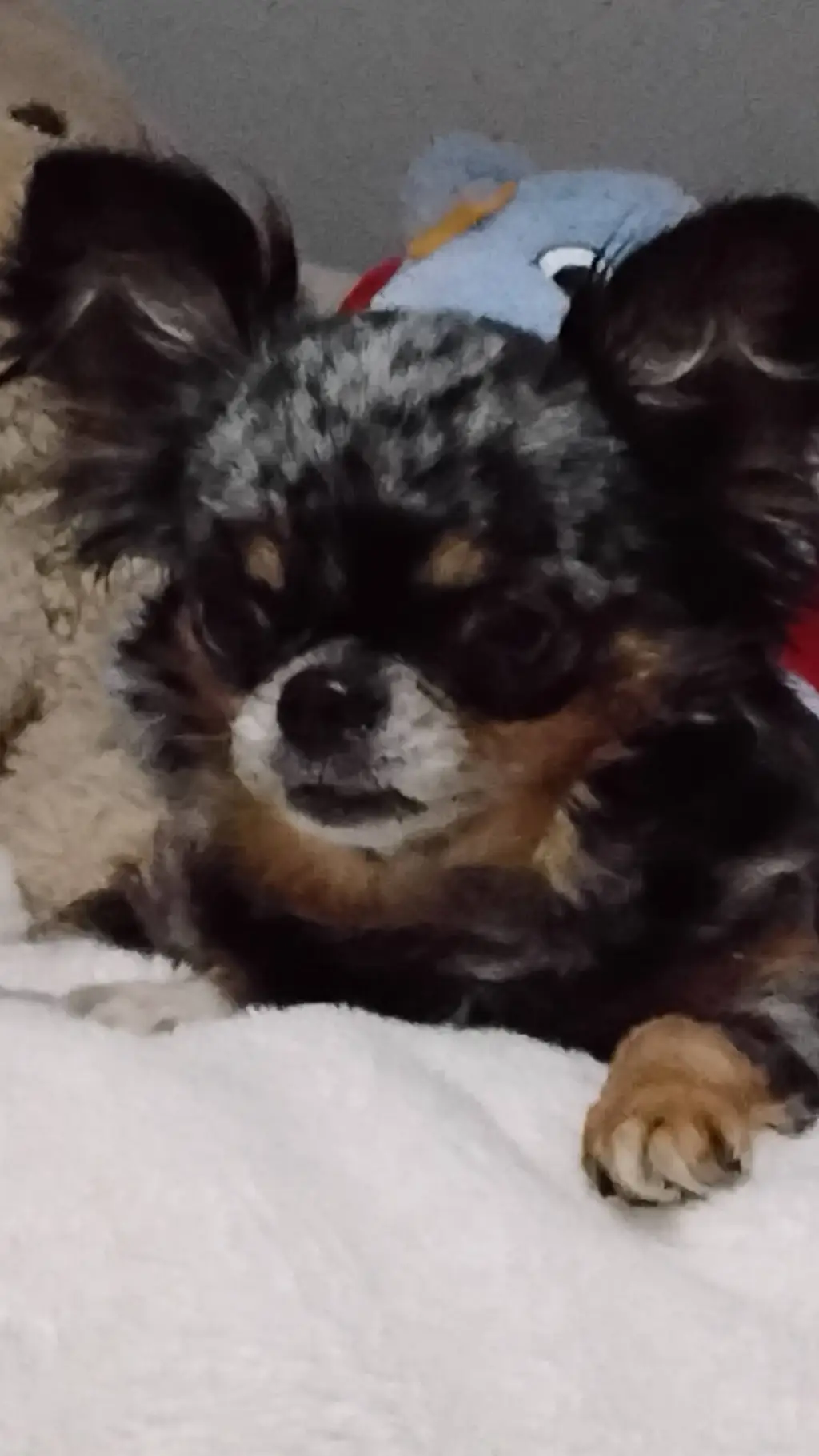ai character: my dog bella background