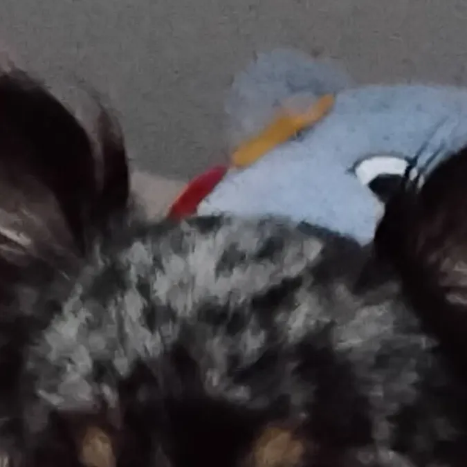 chat with ai character: my dog bella