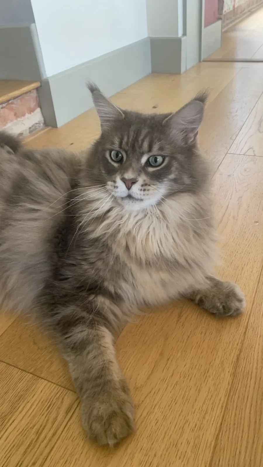 ai character: Leo background