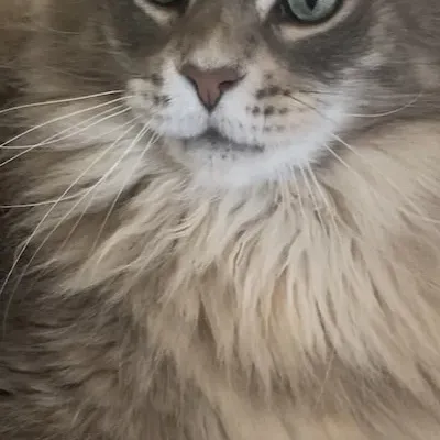 chat with ai character: Leo